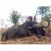Image 3 : 7-DAY CAPE BUFFALO HUNT FOR 1 HUNTER