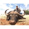 Image 4 : 7-DAY CAPE BUFFALO HUNT FOR 1 HUNTER