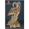 Image 3 : LIFE-SIZE WILD SHEEP MOUNT WITH HABITAT AND BASE FOR 2021 SHEEP SHOW THE EXPERIENCE!