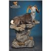Image 4 : LIFE-SIZE WILD SHEEP MOUNT WITH HABITAT AND BASE FOR 2021 SHEEP SHOW THE EXPERIENCE!