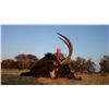 Image 2 : 7-DAYS SABLE HUNT IN SOUTH AFRICA FOR 1 HUNTER