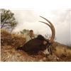 Image 3 : 7-DAYS SABLE HUNT IN SOUTH AFRICA FOR 1 HUNTER
