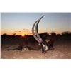 Image 6 : 7-DAYS SABLE HUNT IN SOUTH AFRICA FOR 1 HUNTER