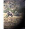 Image 4 : TAOS PUEBLO ROCKY MOUNTAIN BIGHORN SHEEP PERMIT - GORGE HUNT