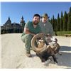 Image 2 : 4-DAY 2 IBERIAN MOUFLON SHEEP HUNT FOR 2 HUNTERS IN SPAIN