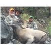 Image 3 : WYOMING ROCKY MOUNTAIN BIGHORN SHEEP LICENSE