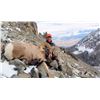 Image 6 : WYOMING ROCKY MOUNTAIN BIGHORN SHEEP LICENSE