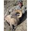 Image 8 : WYOMING ROCKY MOUNTAIN BIGHORN SHEEP LICENSE