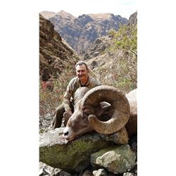IDAHO BIGHORN SHEEP