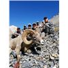 Image 2 : IDAHO BIGHORN SHEEP