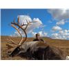 Image 2 : 9 - DAY MOUNTAIN GOAT OR CARIBOU HUNT IN BRITISH COLUMBIA FOR 1 HUNTER