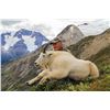 Image 5 : 9 - DAY MOUNTAIN GOAT OR CARIBOU HUNT IN BRITISH COLUMBIA FOR 1 HUNTER