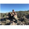 Image 11 : 10-DAY LA PALMOSA DESERT SHEEP HUNT FOR 1 HUNTER AND 2 NON-HUNTERS