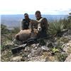 Image 2 : 10-DAY LA PALMOSA DESERT SHEEP HUNT FOR 1 HUNTER AND 2 NON-HUNTERS