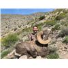 Image 3 : 10-DAY LA PALMOSA DESERT SHEEP HUNT FOR 1 HUNTER AND 2 NON-HUNTERS