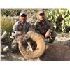 Image 5 : 10-DAY LA PALMOSA DESERT SHEEP HUNT FOR 1 HUNTER AND 2 NON-HUNTERS
