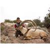 Image 8 : NEW MEXICO BIG GAME ENHANCEMENT PACKAGE