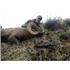 Image 4 : 2021 OREGON BIGHORN SHEEP TAG