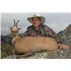 Image 2 : 3- DAY PYRENEAN OR CANTABRIAN CHAMOIS HUNT FOR 2 HUNTERS
