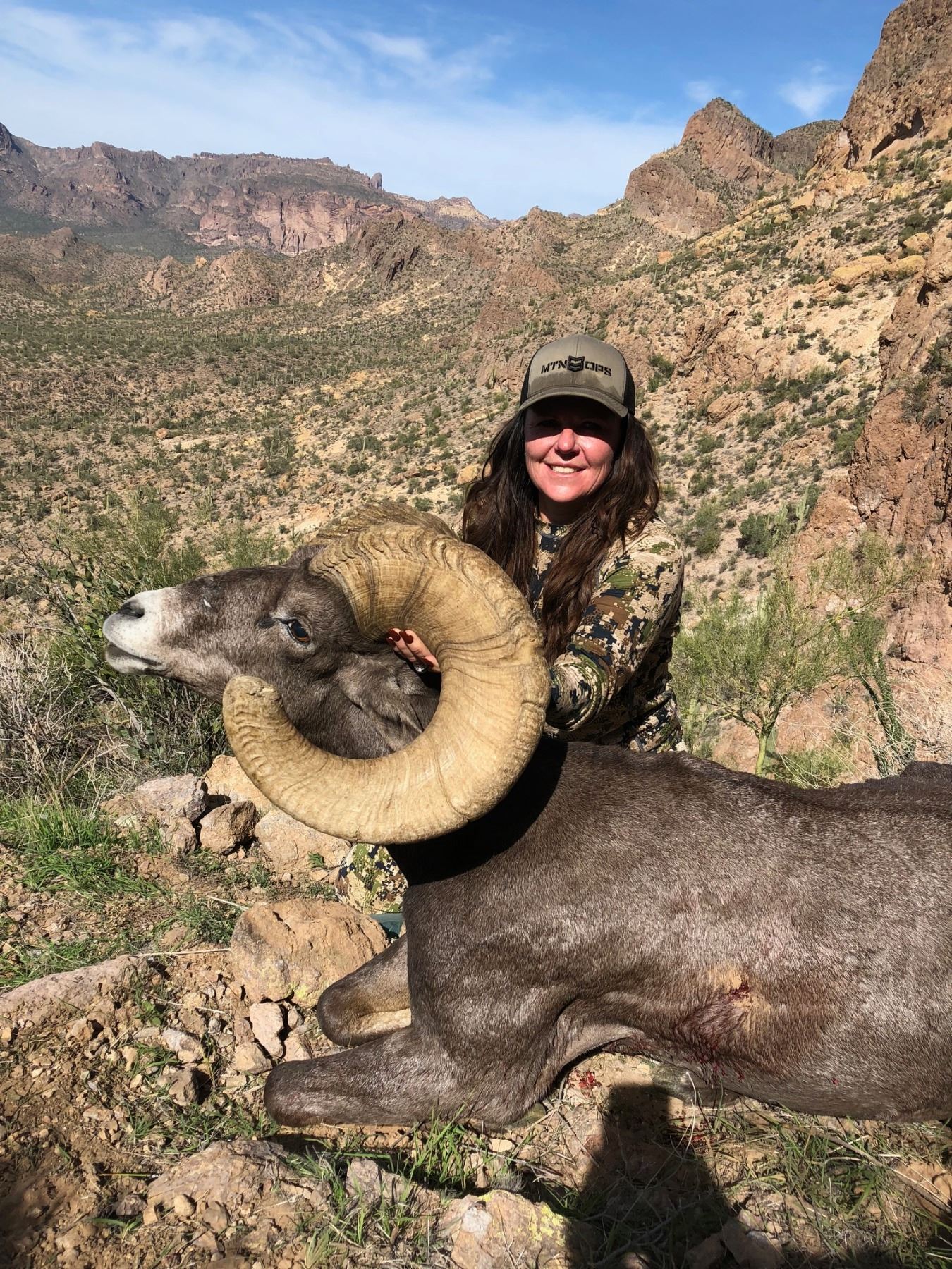 ARIZONA DESERT BIGHORN SHEEP