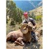 Image 8 : COLORADO ROCKY MOUNTAIN BIGHORN SHEEP LICENSE