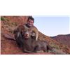 Image 3 : UTAH DIRTY DEVIL/HENRY MOUNTAINS/LA SAL/ San Juan DESERT SHEEP PERMIT