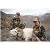 Image 2 : 12 - DAY DALL’S SHEEP/WOLF/WOLVERINE HUNT IN THE NORTHWEST TERRITORIES FOR 1 HUNTER & 1 NON-HUNTER
