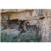 TEXAS - DESERT BIGHORN SHEEP PERMIT