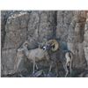 Image 3 : TEXAS - DESERT BIGHORN SHEEP PERMIT