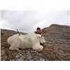 Image 3 : 11-DAY MOUNTAIN GOAT HUNT FOR 1 HUNTER IN BRITISH COLUMBIA TERMINUS MOUNTAIN OUTFITTERS