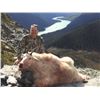 Image 4 : #4 - WSF ENDOWMENT YETI TREASURE - WIN A 10-DAY MTN GOAT HUNT - 1 IN 8 CHANCES TO WIN!