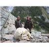 Image 5 : #4 - WSF ENDOWMENT YETI TREASURE - WIN A 10-DAY MTN GOAT HUNT - 1 IN 8 CHANCES TO WIN!