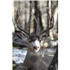 Image 2 : ALBERTA MINISTER’S SPECIAL MULE DEER