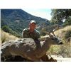 Image 3 : 5 - DAY TROPHY ARIZONA COUES DEER HUNT FOR 2 HUNTERS