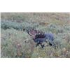 Image 13 : WYOMING GOVERNOR’S SHIRAS MOOSE LICENSE