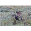 Image 14 : WYOMING GOVERNOR’S SHIRAS MOOSE LICENSE