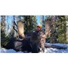 Image 2 : WYOMING GOVERNOR’S SHIRAS MOOSE LICENSE