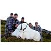 Image 9 : 9 - DAY ALASKAN HUNT FOR 2 MOUNTAIN GOATS AND 1 SITKA BLACKTAIL DEER FOR 1 HUNTER