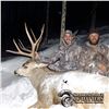 Image 2 : 5 - DAY MULE DEER HUNT FOR 2 HUNTERS