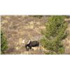 Image 10 : WYOMING GOVERNORS SHIRAS MOOSE LICENSE