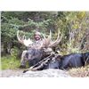 Image 3 : WYOMING GOVERNORS SHIRAS MOOSE LICENSE