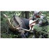 Image 8 : WYOMING GOVERNORS SHIRAS MOOSE LICENSE