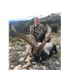 Image 2 : 6-DAY BECEITE IBEX HUNT & PYRENEAN CHAMOIS FOR 1 OR 2 HUNTERS