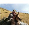 Image 5 : 6-DAY BECEITE IBEX HUNT & PYRENEAN CHAMOIS FOR 1 OR 2 HUNTERS