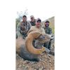 Image 2 : FR-01 Desert Sheep (Mexicana) Hunt, Sonora, Mexico