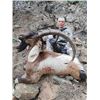 Image 2 : FR-02 Coastal (Bezoar) Ibex Hunt, Turkey