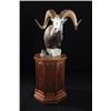 Image 2 : FR-09 Life-Size North American Sheep Mount
