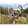 Image 2 : FR-18 Red Stag Hunt, New Zealand