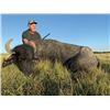 Image 2 : FR-19 Water Buffalo Hunt, Argentina