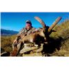 Image 1 : SPANISH IBEX HUNTS: 4 Day Hunt for Southeastern Ibex in Spain for 1 Hunter and 1 Non-Hunter (trophy 